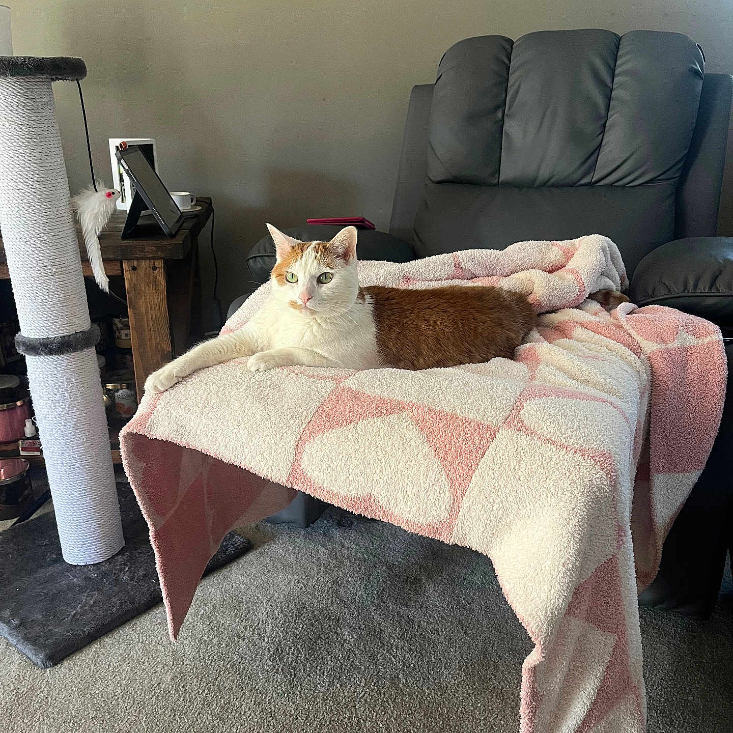 Mosie joined the competition — help win amazing prizes! cat, blanket, chair, carpet, scratching_post, toy, living_room, furniture, pet, relaxed, indoor, cozy, orange_and_white_cat, pink, white, soft_texture, animal, resting, domestic, home