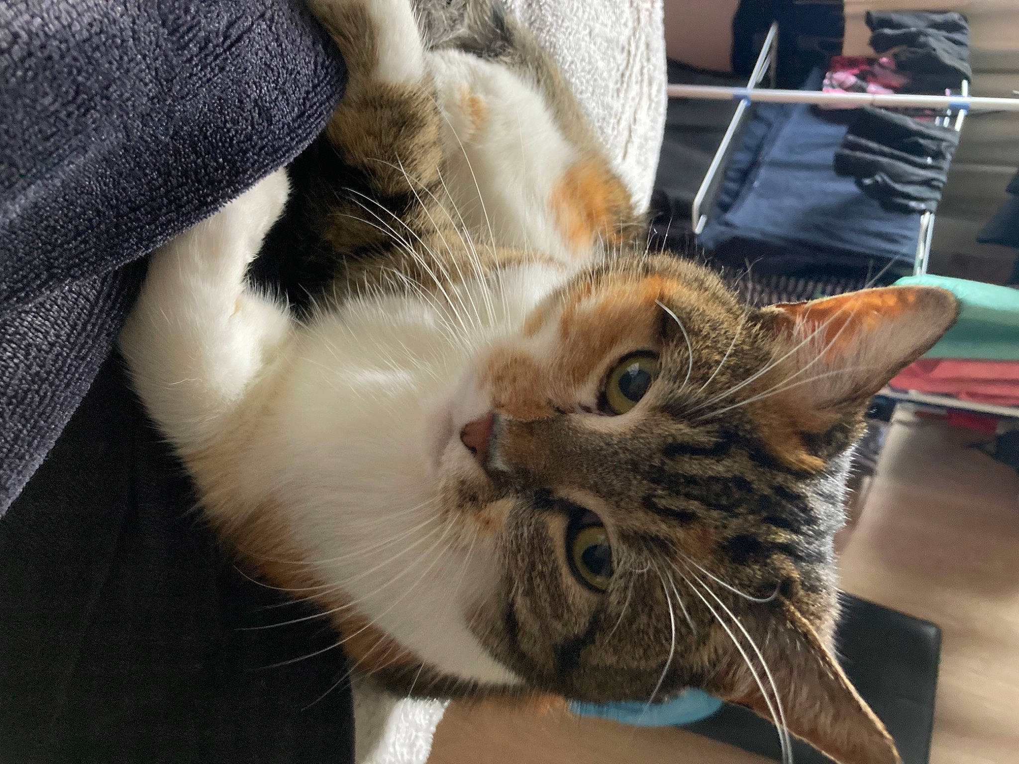 Lola a rejoint le concours — aidez-le/la à gagner de superbes lots ! carnivore, cat, claw, comfort, domestic_short_haired_cat, ear, fawn, felidae, fur, gesture, human_leg, mammal, nail, paw, small_to_medium_sized_cats, snout, tail, whiskers