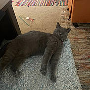 Phoebe joined the competition — help win amazing prizes! cat, gray_cat, indoor, carpet, rug, mat, furniture, armchair, toy, relaxing, sleeping, pet, cozy, home, floor, domestic_animal, feline, resting, collar, close_eyes