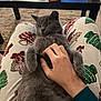 Phoebe is registered to the contest to win money with this photo: cat, gray_cat, pet, lap, hand, pajamas, holiday_theme, coffee_table, water_bottle, carpet, indoor, relaxing, furry, cute, domestic_animal, feline, person_hand, cozy, resting, casual