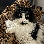 Naya participe au concours pour gagner de l'argent avec cette photo : cat, fluffy, black_and_white, animal, pet, feline, whiskers, eyes, nose, paw, fur, blanket, leopard_print, indoor, resting, cute, domestic_animal, cozy, soft, relaxed