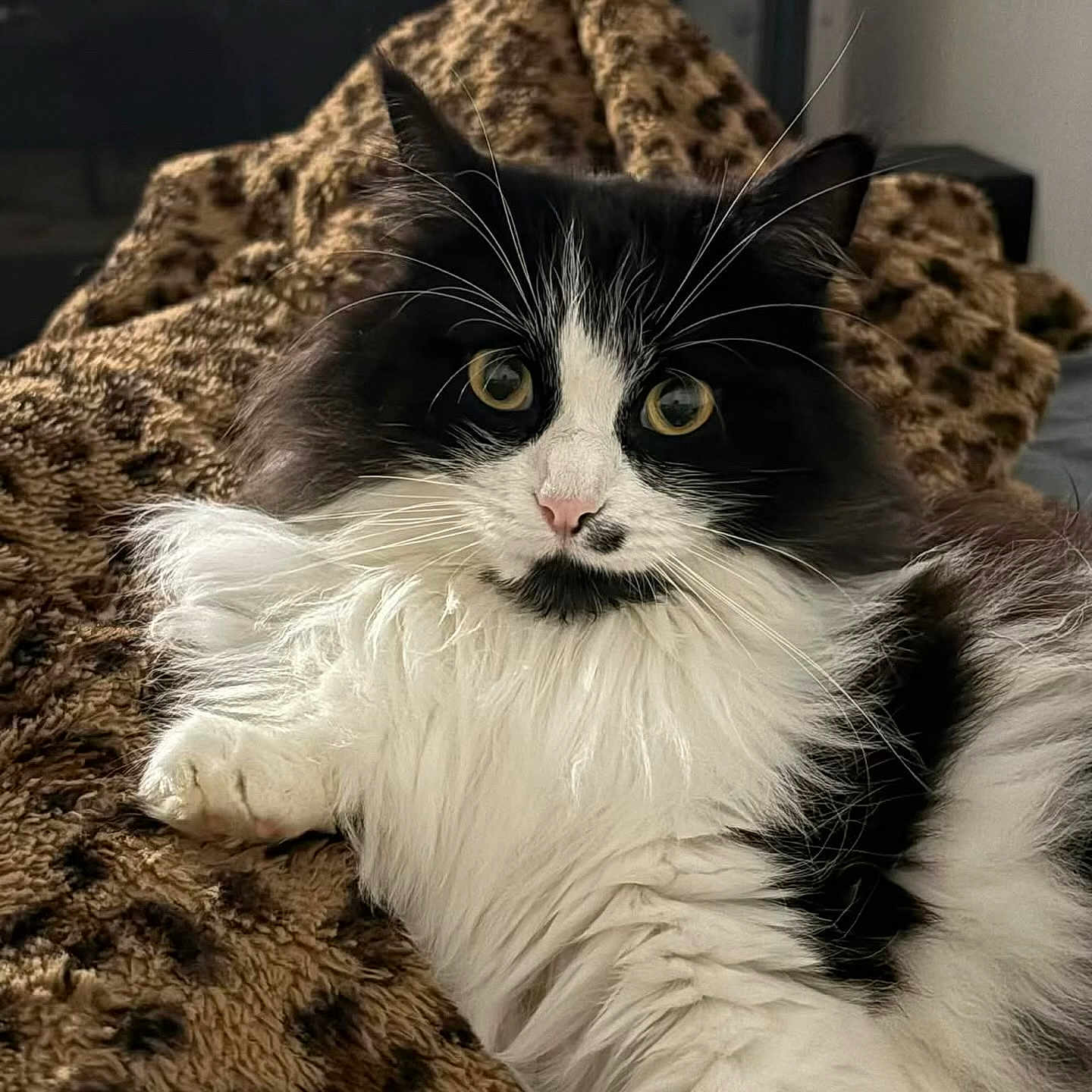 Naya