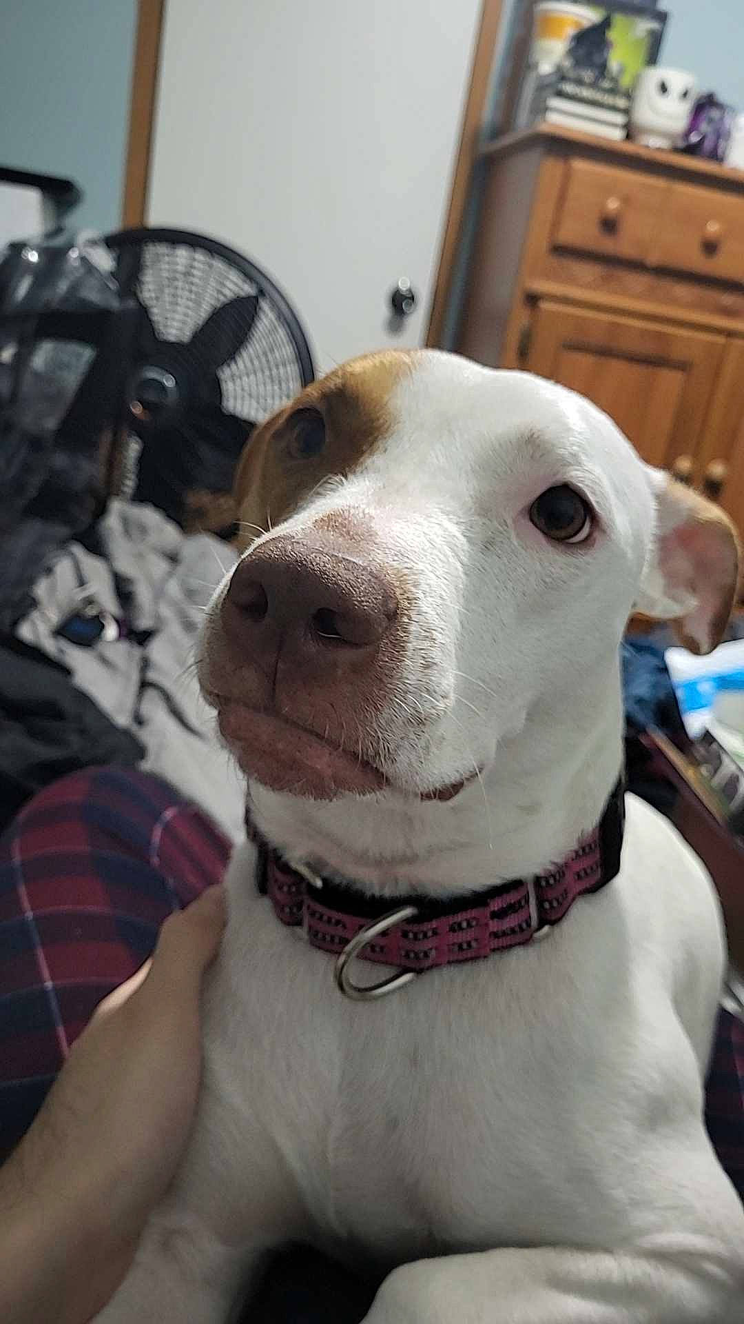 Bella joined the competition — help win amazing prizes! cabinetry, canidae, carnivore, chest_of_drawers, collar, companion_dog, dog, dog_breed, dog_collar, drawer, fawn, great_dane, pet_supply, plaid, sighthound, snout, sporting_group, tartan, whiskers, working_animal