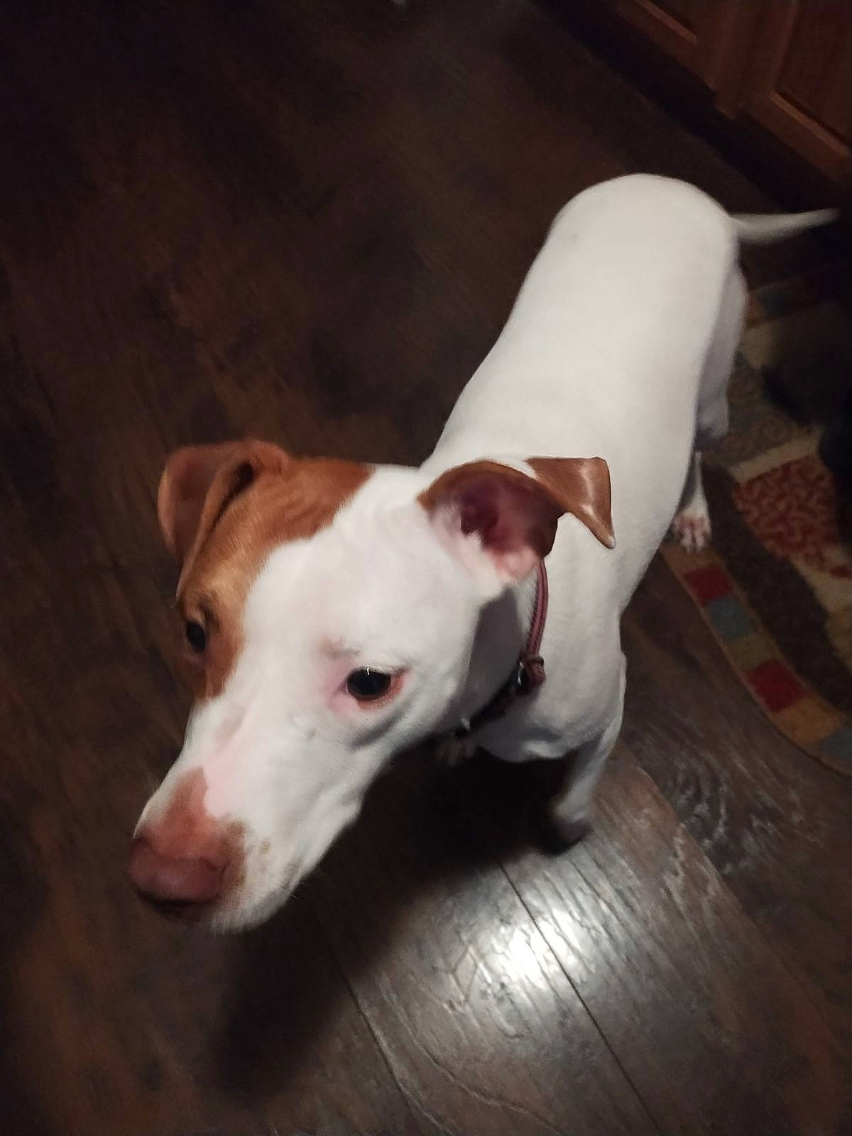 Bella joined the competition — help win amazing prizes! canidae, carnivore, collar, companion_dog, dog, dog_breed, dog_supply, fawn, flooring, hardwood, non_sporting_group, paw, pet_supply, puppy, sporting_group, tail, terrestrial_animal, whiskers, wood, working_animal