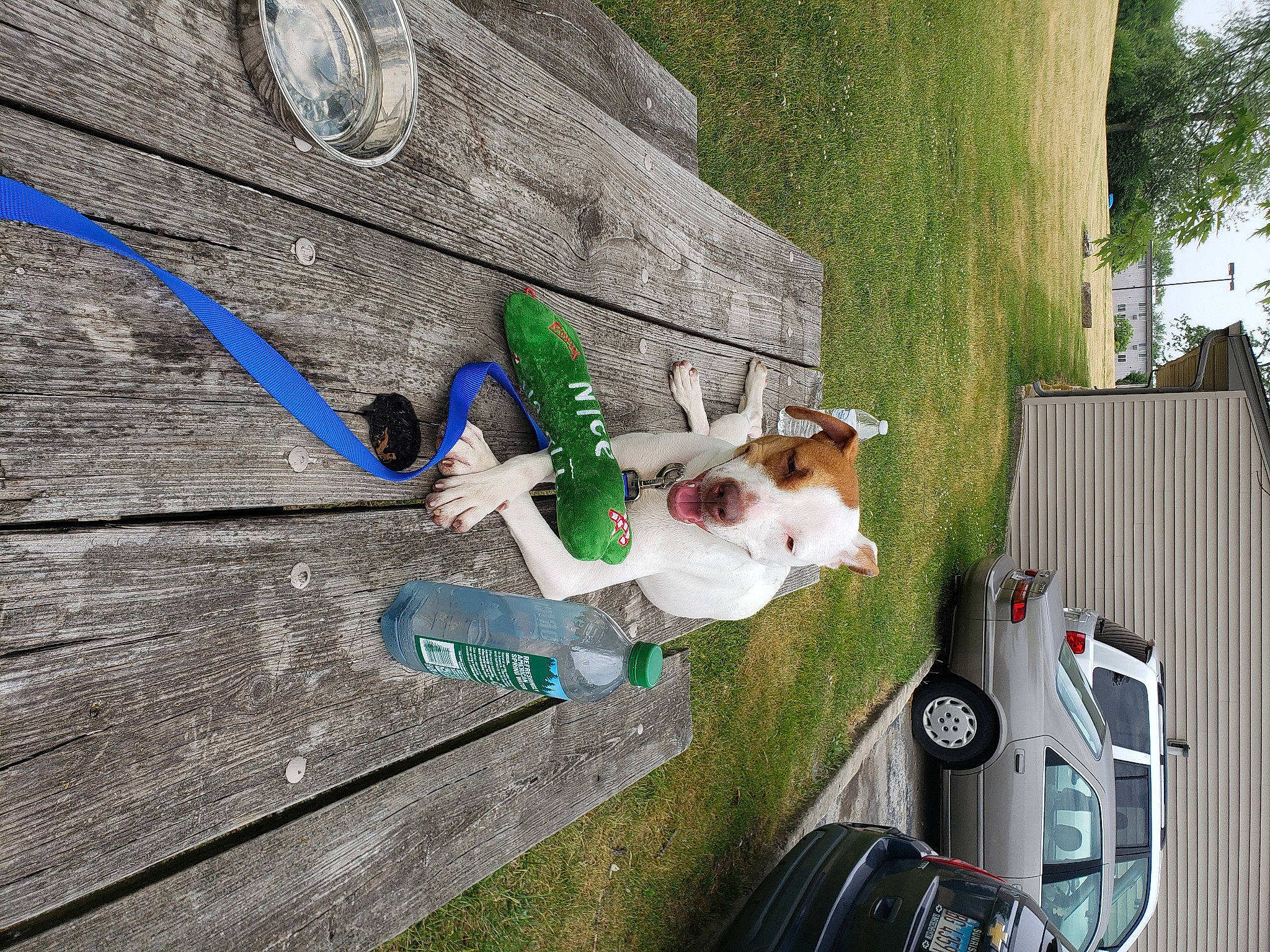 Bella is registered to the contest to win money with this photo: art, automotive_exterior, automotive_lighting, car, carnivore, dog, door, family_car, grass, leisure, motor_vehicle, plant, recreation, sidewalk, tire, tree, vehicle, vehicle_door, wheel, wood