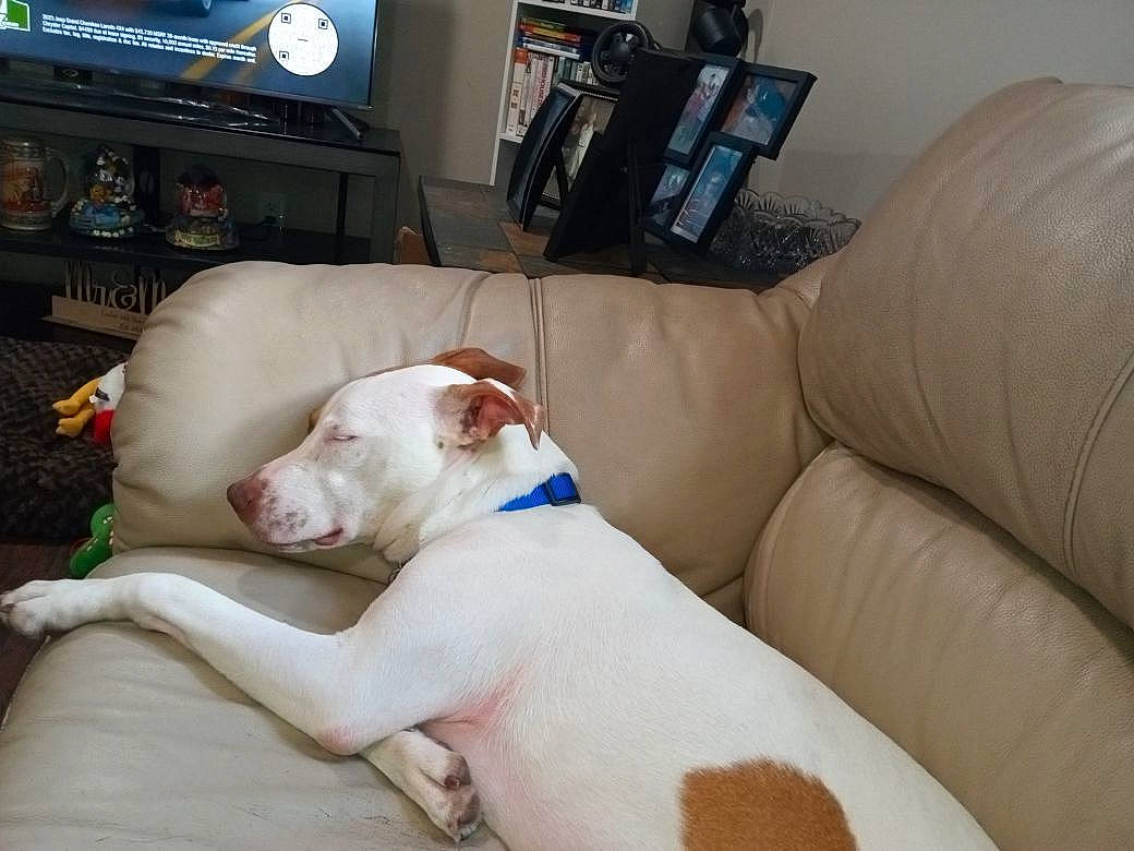 Bella is registered to the contest to win money with this photo: cable_television, carnivore, collar, comfort, companion_dog, couch, dog, dog_breed, dog_collar, dog_supply, dogo_argentino, entertainment_center, fawn, pet_supply, picture_frame, snout, sporting_group, tail, television, working_animal