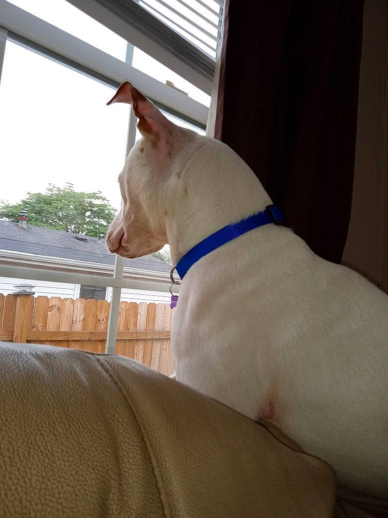 Bella joined the competition — help win amazing prizes! canidae, carnivore, collar, companion_dog, dog, dog_breed, dog_collar, dog_supply, fawn, guard_dog, pet_supply, sky, small_to_medium_sized_cats, snout, sporting_group, tail, tree, whiskers, wood, working_animal