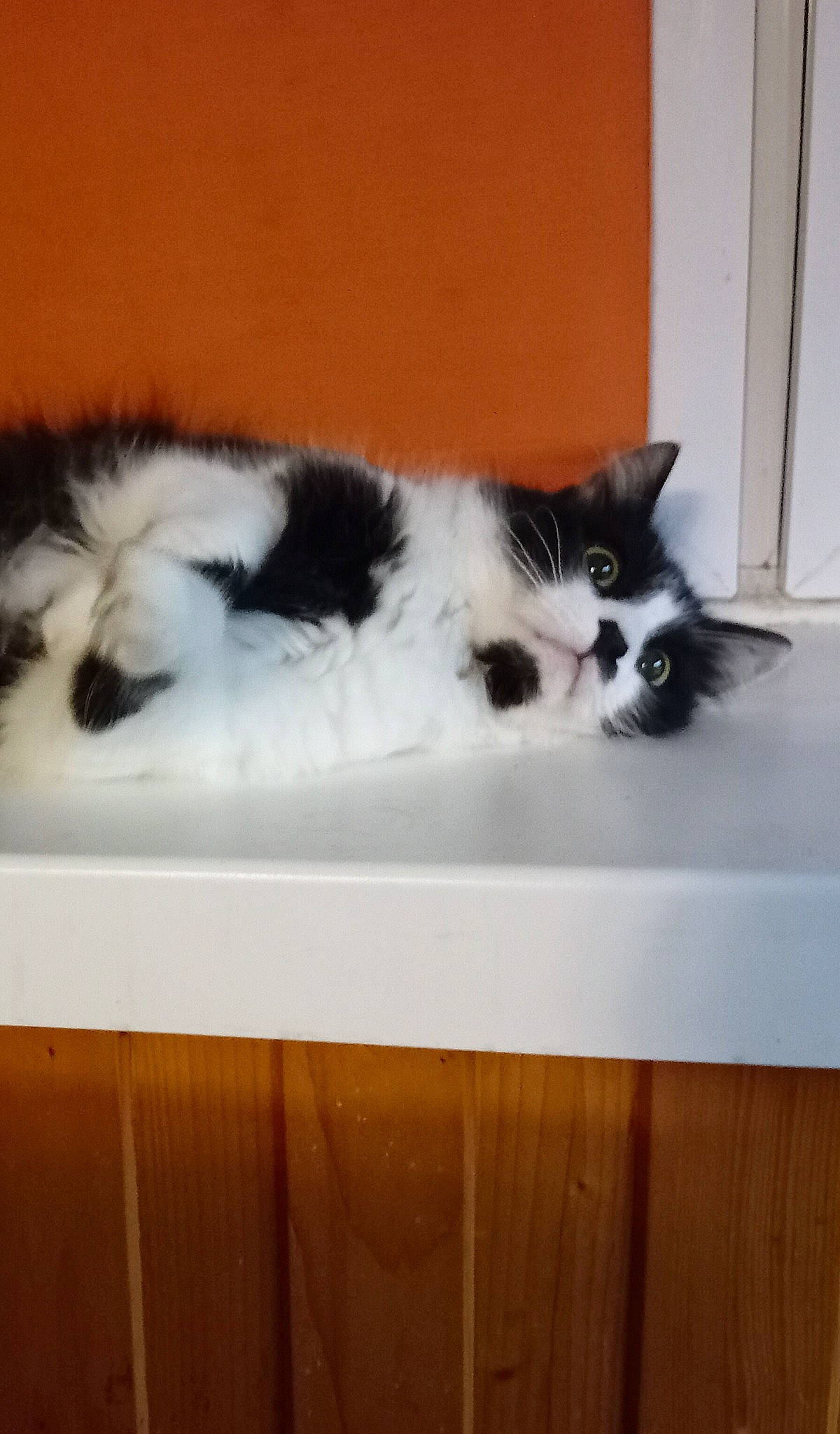 Snowball is registered to the contest to win money with this photo: carnivore, cat, cat_supply, claw, comfort, domestic_short_haired_cat, door, felidae, flooring, fur, hardwood, paw, pedestal, rectangle, room, small_to_medium_sized_cats, tail, whiskers, window, wood