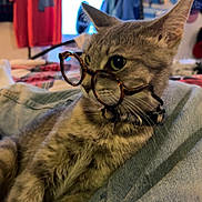 Bluey joined the competition — help win amazing prizes! cat, glasses, gray_tabby, indoor, denim, clothing, shirt, window, collar, pet, feline, relaxing, casual, background, fabric, jeans, accessory, animal, cute, portrait
