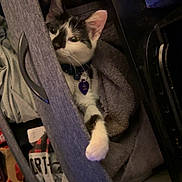 Radar joined the competition — help win amazing prizes! black_and_white_cat, cat, clothing, collar, cozy, curious, curled_up, domestic_animal, drawer, fabric, furniture, handle, hiding, home, indoor, paw, pet, resting, soft, tag
