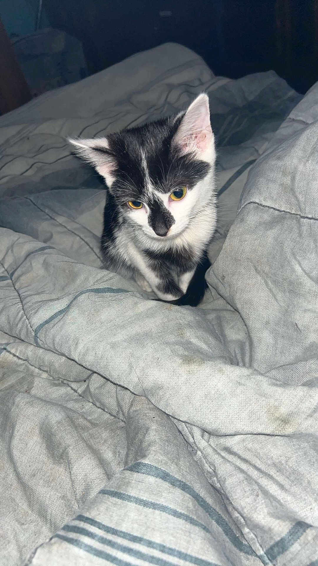 Radar joined the competition — help win amazing prizes! kitten, cat, black_and_white, yellow_eyes, blanket, bed, indoor, fur, pet, animal, cute, curious, young, feline, resting, soft, comfort, domestic, cozy, sleepy