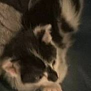 Radar joined the competition — help win amazing prizes! animal, black_and_white, blurred, cat, close_up, cute, dark_background, feline, fur, indoor, kitten, lying_down, paw, pet, sleepy, small, soft, whiskers, white_shape, young