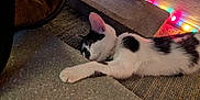 Radar joined the competition — help win amazing prizes! animal, black_and_white, carpet, cat, colorful_lights, cozy, cute, ear, feline, floor, holiday_lights, home, indoor, kitten, paw, pet, relaxed, resting, sleeping, soft_lighting