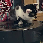 Radar is registered to the contest to win money with this photo: kitten, cat, robotic_vacuum, mountain_dew, box, carpet, indoor, black_and_white, curious, pet, small_animal, floor, technology, cleaning_device, poster, colorful, background, young_cat, domestic_cat, appliance