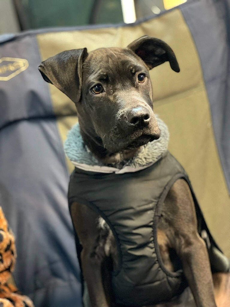 Sergio is registered to the contest to win money with this photo: canidae, carnivore, collar, companion_dog, dog, dog_breed, dog_collar, dog_supply, fawn, fur, grey, guard_dog, hat, leash, personal_protective_equipment, pet_supply, snout, sporting_group, whiskers, working_animal