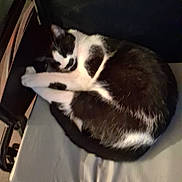 Lazarus Stewart joined the competition — help win amazing prizes! animal, black_and_white, cat, chair, companion, cozy, curled_up, cushion, cute, domestic, feline, fur, indoor, paw, pet, relaxing, resting, sleeping, tail, whiskers