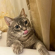 Winter joined the competition — help win amazing prizes! cat, gray_cat, tabby_cat, pet, animal, bathtub, curious, tongue_out, playful, indoor, feline, ears, whiskers, paws, bathroom, curtain, tile_floor, closeup, mischievous, looking_up