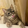 animal, bathroom, bathtub, cat, closeup, curious, curtain, ears, feline, gray_cat, indoor, looking_up, mischievous, paws, pet, playful, tabby_cat, tile_floor, tongue_out, whiskers