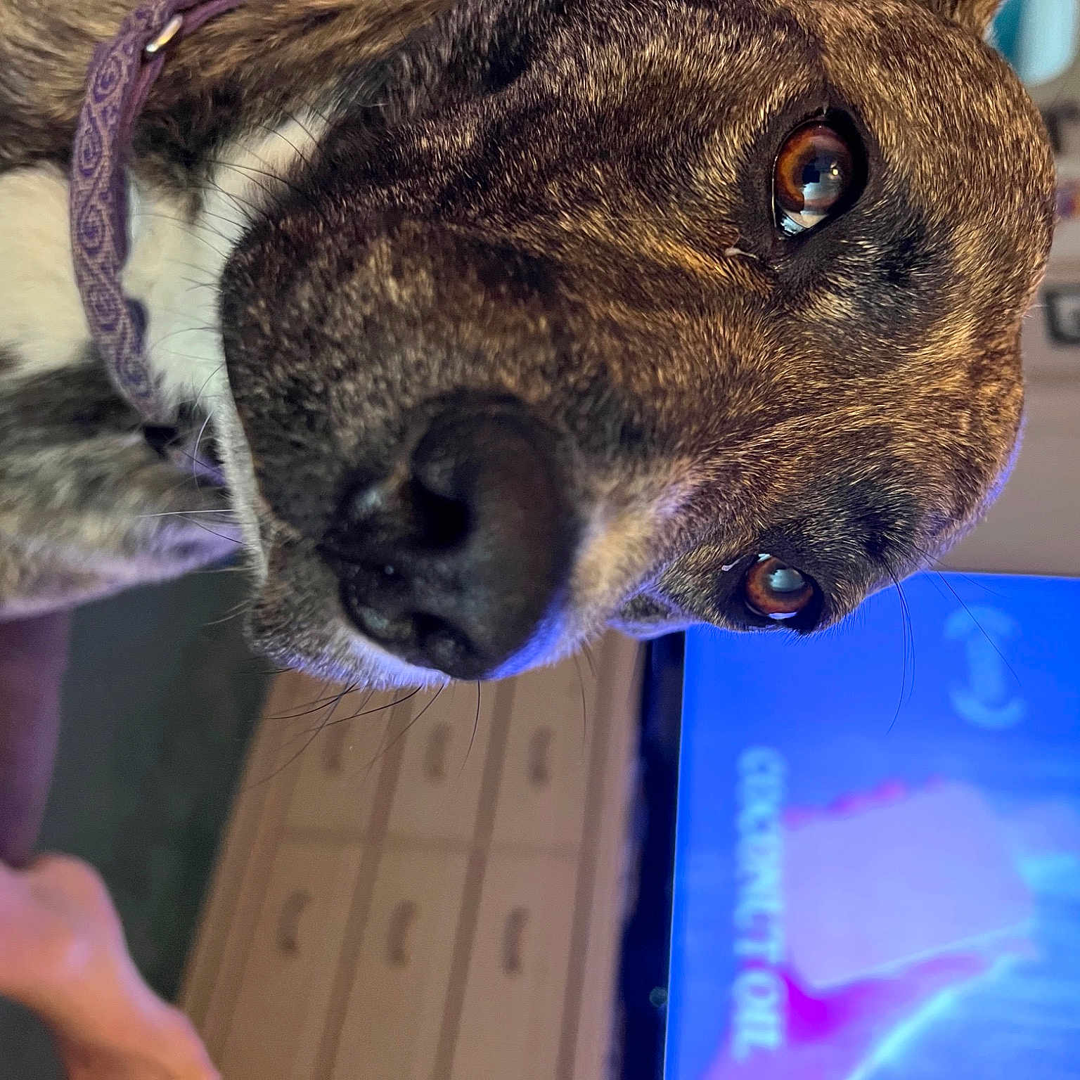 Nikki Lynn is registered to the contest to win money with this photo: border_terrier, canidae, carnivore, collar, companion_dog, dog, dog_breed, ear, electric_blue, fawn, fur, guard_dog, snout, sporting_group, terrestrial_animal, whiskers, wildlife, working_animal