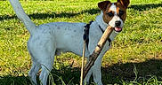 Sparow participe au concours pour gagner de l'argent avec cette photo : dog, jack_russell_terrier, stick, grass, outdoor, sunlight, nature, playful, pet, canine, animal, leash, forest, greenery, happy, daylight, muzzle, ears, tail, field