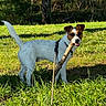 dog, jack_russell_terrier, stick, grass, outdoor, sunlight, nature, playful, pet, canine, animal, leash, forest, greenery, happy, daylight, muzzle, ears, tail, field