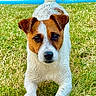 Sparow participe au concours pour gagner de l'argent avec cette photo : jack_russell_terrier, dog, puppy, grass, backyard, playful, pet, animal, outdoor, summer, wooden_deck, fence, greenery, cute, young_dog, active, canine, ears, tail, alert