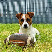 Sparow a rejoint le concours — aidez-le/la à gagner de superbes lots ! dog, puppy, american_football, grass, outdoor, pet, animal, fence, sport, field, brown_and_white, canine, playing, cute, nature, young_dog, closeup, looking_at_camera, daylight, background