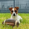 dog, puppy, american_football, grass, outdoor, pet, animal, fence, sport, field, brown_and_white, canine, playing, cute, nature, young_dog, closeup, looking_at_camera, daylight, background