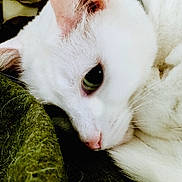 Cotton joined the competition — help win amazing prizes! cat, white_cat, close_up, face, eye, whiskers, nose, ear, fur, sleeping, resting, pet, animal, cozy, blanket, texture, soft, cute, indoor, peaceful
