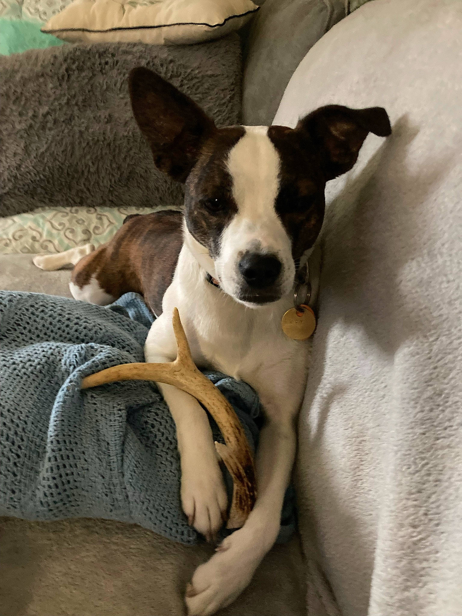 Lucy is registered to the contest to win money with this photo: canidae, carnivore, comfort, companion_dog, dog, dog_breed, fawn, linens, non_sporting_group, snout, sporting_group, terrestrial_animal, whiskers, working_animal