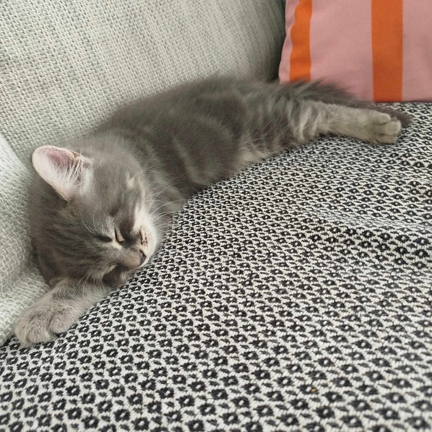 Maïtika participe au concours pour gagner de l'argent avec cette photo : kitten, cat, sleeping, gray_cat, pet, feline, cozy, blanket, patterned_blanket, couch, pillow, indoor, resting, cute, fur, animal, domestic_cat, relaxation, soft_texture, nap