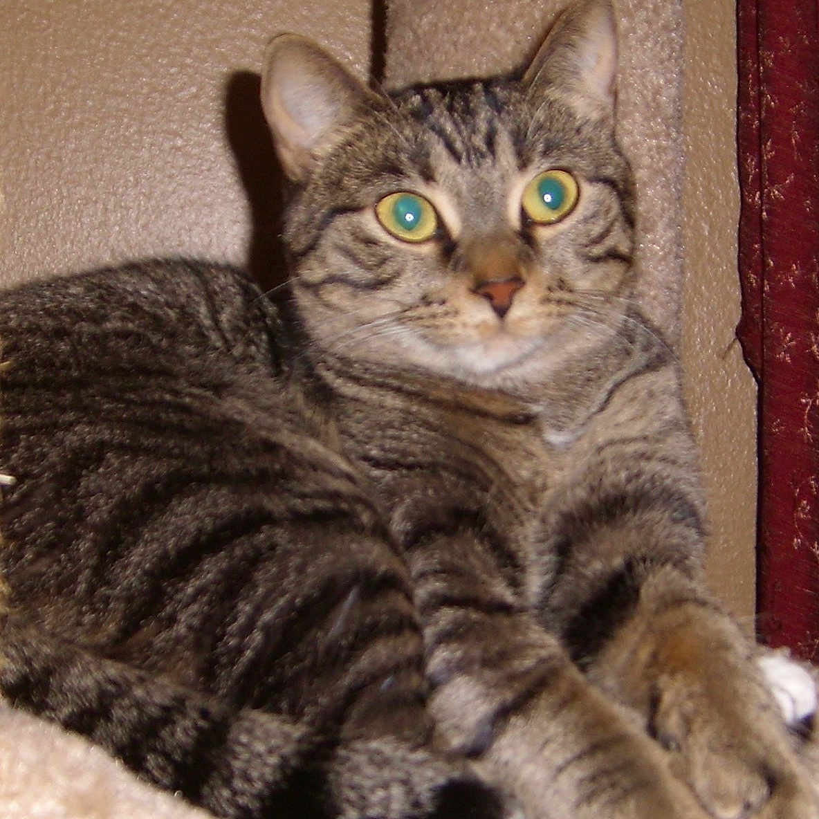 Sandra is registered to the contest to win money with this photo: cat, tabby_cat, pet, animal, feline, indoor, resting, cat_tree, fur, whiskers, claws, curious, alert, green_eyes, cozy, home, portrait, paws, striped, relaxed