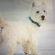 Cosmo is registered to the contest to win money with this photo: dog, white_dog, pet, collar, standing, fur, canine, animal, alert, looking_away, domestic_animal, mammal, cute, fluffy, small_dog, portrait, outdoor, companion, friendly, curious