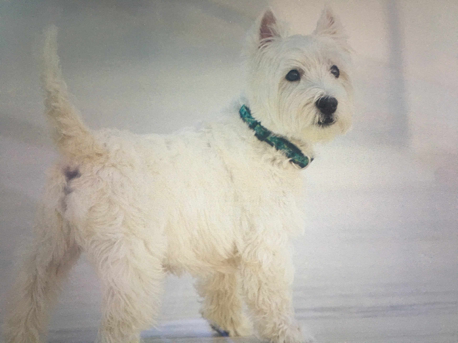 Cosmo is registered to the contest to win money with this photo: dog, white_dog, pet, collar, standing, fur, canine, animal, alert, looking_away, domestic_animal, mammal, cute, fluffy, small_dog, portrait, outdoor, companion, friendly, curious