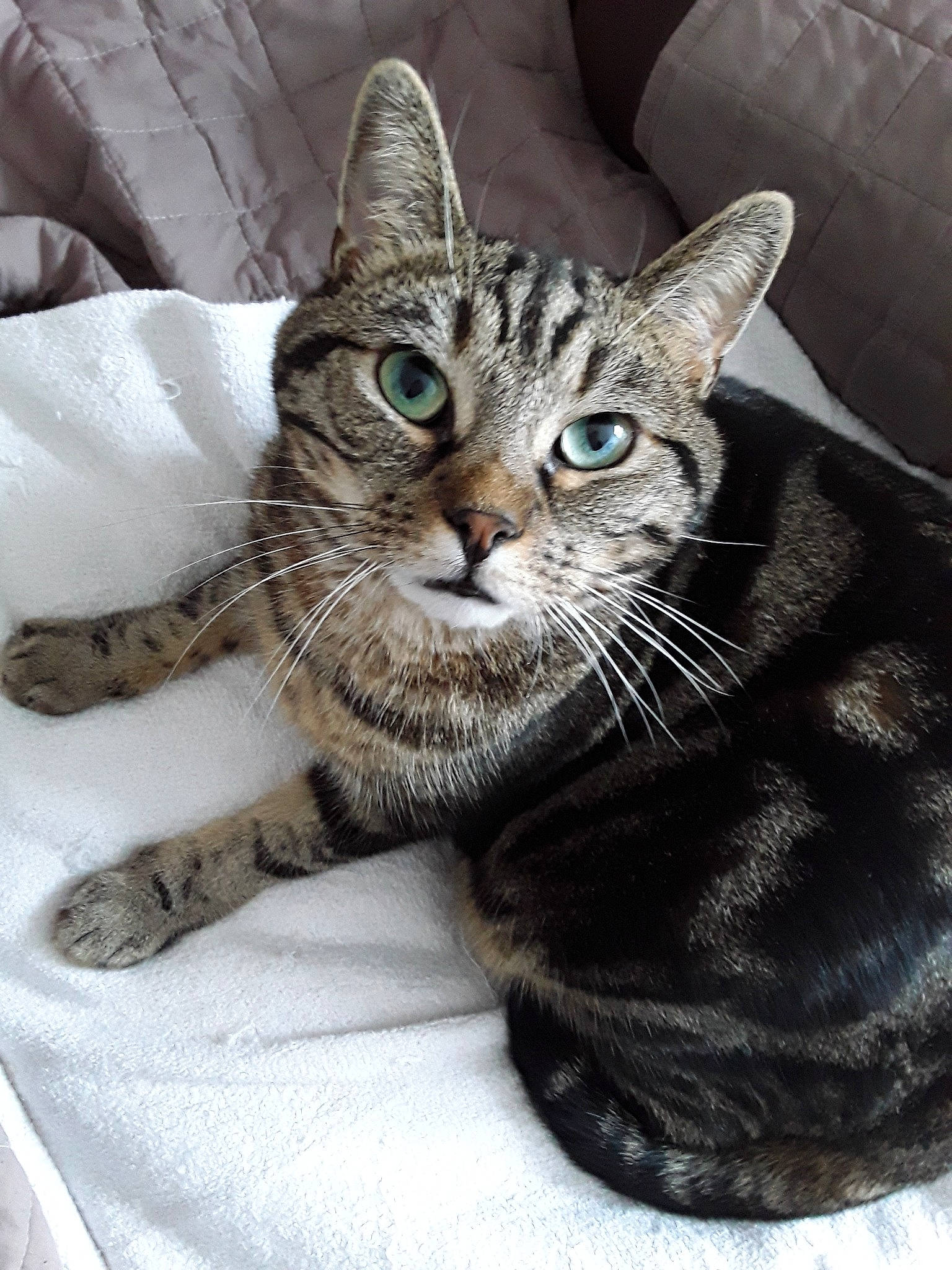 Bueno participe au concours pour gagner de l'argent avec cette photo : american_shorthair, american_wirehair, asian, australian_mist, california_spangled, carnivore, cat, domestic_short_haired_cat, dragon_li, egyptian_mau, european_shorthair, felidae, kitten, mammal, ocicat, pixie_bob, small_to_medium_sized_cats, tabby_cat, vertebrate, whiskers