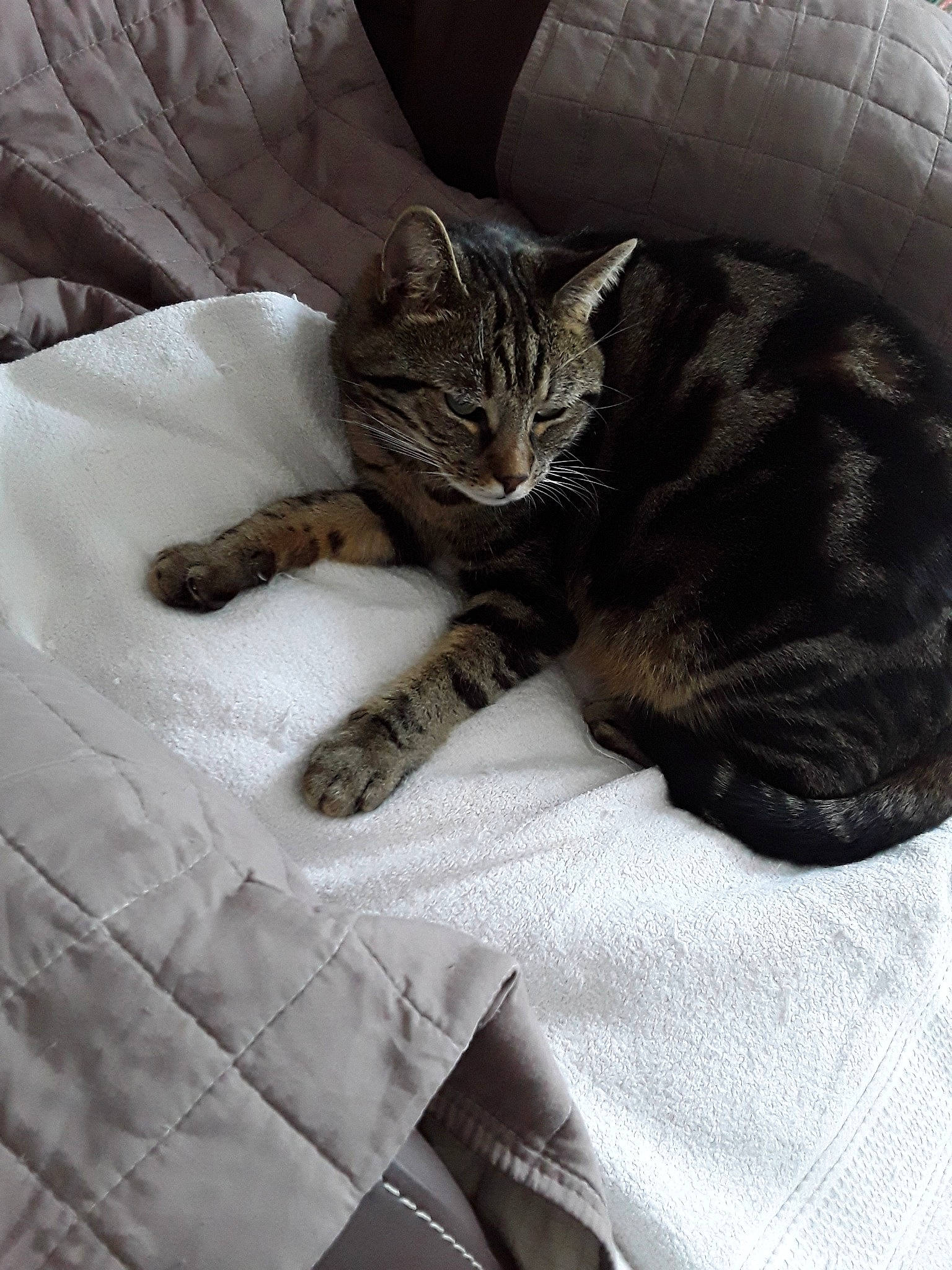 Bueno a rejoint le concours — aidez-le/la à gagner de superbes lots ! american_shorthair, asian, bengal, california_spangled, carnivore, cat, claw, comfort, domestic_short_haired_cat, dragon_li, european_shorthair, felidae, fur, kitten, mammal, paw, pixie_bob, small_to_medium_sized_cats, tabby_cat, whiskers