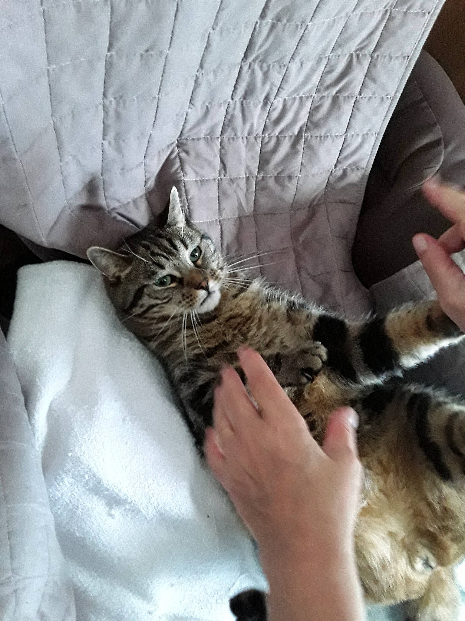 Bueno a rejoint le concours — aidez-le/la à gagner de superbes lots ! asian, carnivore, cat, domestic_short_haired_cat, dragon_li, european_shorthair, felidae, fur, kitten, maine_coon, norwegian_forest_cat, pixie_bob, small_to_medium_sized_cats, tabby_cat, toyger, whiskers