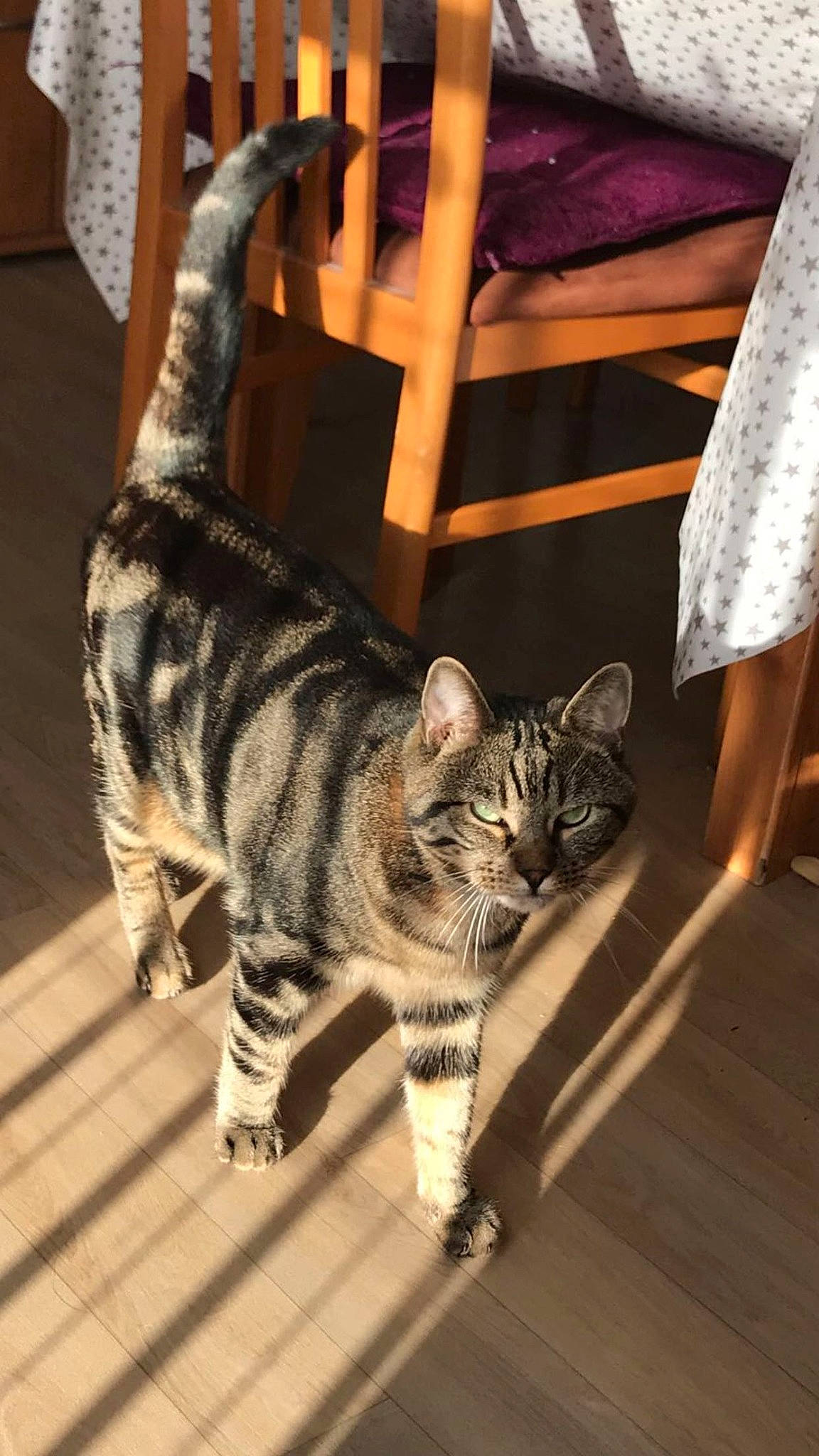 Bueno participe au concours pour gagner de l'argent avec cette photo : american_shorthair, asian, bengal, california_spangled, carnivore, cat, domestic_short_haired_cat, dragon_li, egyptian_mau, european_shorthair, felidae, mammal, ocicat, small_to_medium_sized_cats, sokoke, tabby_cat, tail, toyger, vertebrate, whiskers