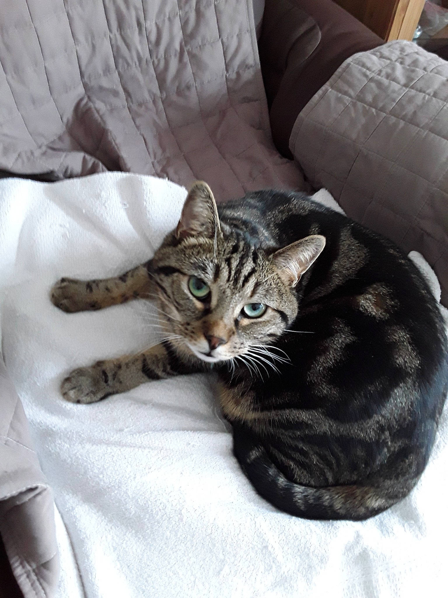 Bueno participe au concours pour gagner de l'argent avec cette photo : american_shorthair, asian, bengal, california_spangled, carnivore, cat, domestic_short_haired_cat, dragon_li, european_shorthair, felidae, fur, kitten, mammal, ocicat, small_to_medium_sized_cats, sokoke, tabby_cat, toyger, vertebrate, whiskers