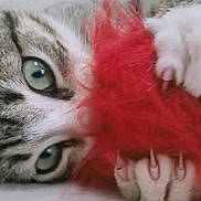 Oscar a rejoint le concours — aidez-le/la à gagner de superbes lots ! animal, cat, claw, claws, closeup, curious, cute, eye, face, fur, fuzzy, indoor, kitten, paw, pet, playful, red, tabby, toy, whiskers