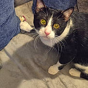 Boots joined the competition — help win amazing prizes! animal, black_and_white, blanket, cat, close_up, companion, couch, curious, cushion, cute, domestic, feline, fur, indoor, looking_up, pet, relaxing, soft_texture, whiskers, yellow_eyes