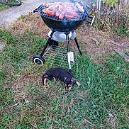 Nala a rejoint le concours — aidez-le/la à gagner de superbes lots ! puppy, dog, grill, barbecue, sausages, skewers, charcoal_grill, grass, outdoor, bicycle, bag, fence, brick_wall, vegetation, smoke, summer, relaxing, pet, yard, casual