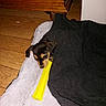 puppy, dog, blanket, toy, yellow, wooden_floor, pet, indoor, resting, black_blanket, white_mat, small_dog, cute, playful, fur, animal, cozy, floor, wood, domestic