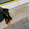 puppy, dog, leash, sidewalk, concrete, glass_door, shadow, outdoor, curious, black_and_tan, small_dog, pet, animal, sunlight, pavement, decorative_glass, resting, young_dog, looking_up, domestic_animal