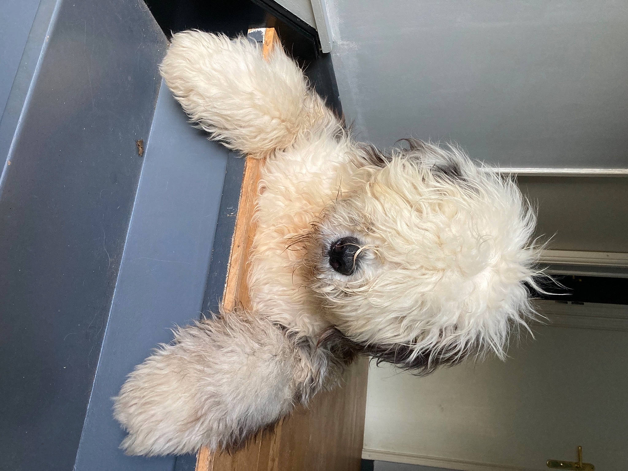Rubis participe au concours pour gagner de l'argent avec cette photo : canidae, carnivore, dog, dog_breed, dog_toy, ear, fawn, fur, irish_soft_coated_wheaten_terrier, miniature_schnauzer, plush, schnauzer, stuffed_toy, tail, terrier, toy_dog