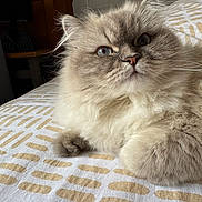 Mavi a rejoint le concours — aidez-le/la à gagner de superbes lots ! angora, animal, bed, bedroom, blanket, cat, couch, cushion, face, furniture, homedecor, indoors, kitten, linen, manx, pet, quilt, room, siamese, wood