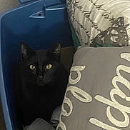 Midnight is registered to the contest to win money with this photo: animal, black_cat, blanket, blue_bin, cat, cozy, curious, cute, domestic_cat, feline, hiding, home, indoor, pet, pillow, quiet, resting, soft_fabric, storage_bin, yellow_eyes