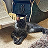 animal, black_cat, carpet, cat, cozy, domestic_cat, feline, floor, fluffy_cat, gray_fur, home_interior, indoor, lounging, natural_light, pet_furniture, quiet, relaxed, resting, small_chair, wooden_furniture