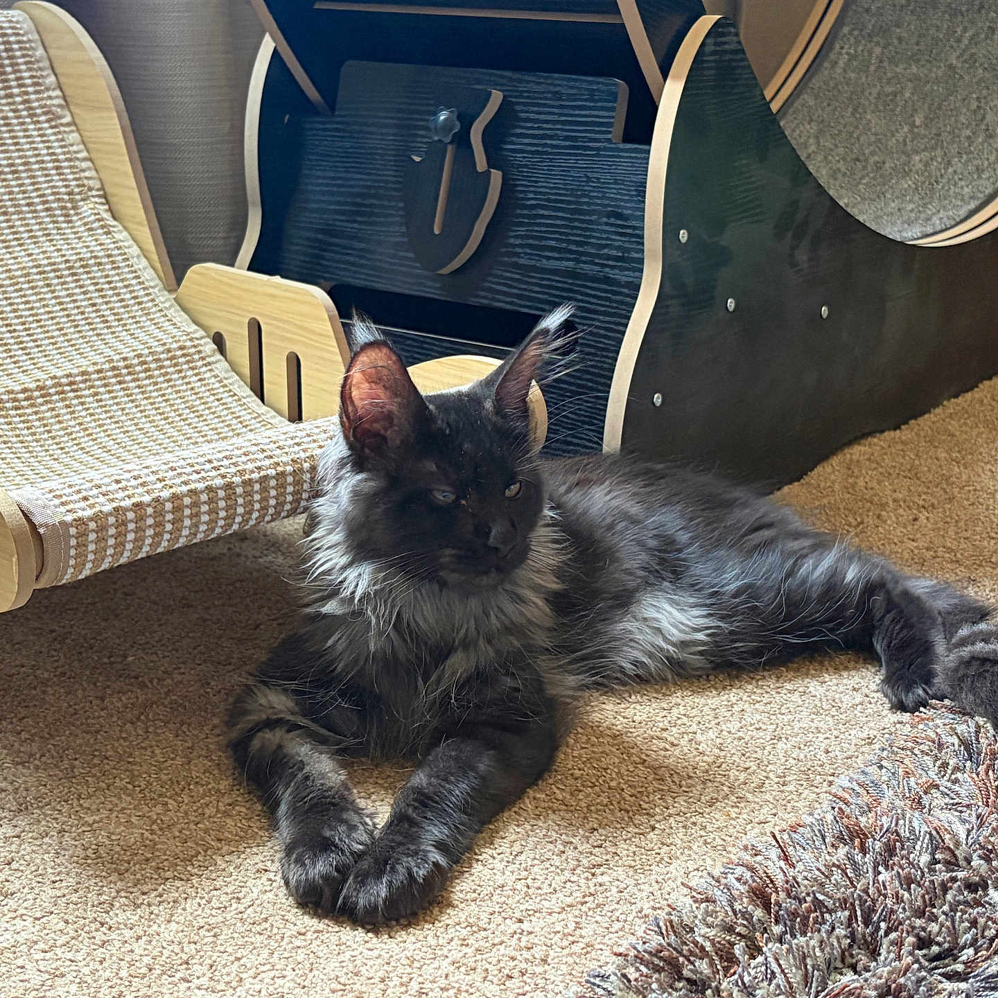 Voin joined the competition — help win amazing prizes! animal, black_cat, carpet, cat, cozy, domestic_cat, feline, floor, fluffy_cat, gray_fur, home_interior, indoor, lounging, natural_light, pet_furniture, quiet, relaxed, resting, small_chair, wooden_furniture