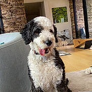 Roxy is registered to the contest to win money with this photo: dog, curly_fur, black_and_white, indoor, living_room, couch, rug, wooden_floor, stone_wall, modern_furniture, plush_toy, tongue_out, pet, canine, home_interior, collar, decor, cozy, seated, playful